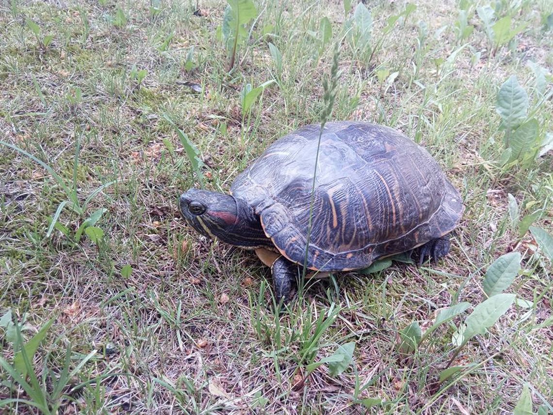 Na "jedynce" pod Gniewem znaleziono... żółwia czerwonolicego Na "jedynce" pod Gniewem znaleziono... żółwia czerwonolicego
