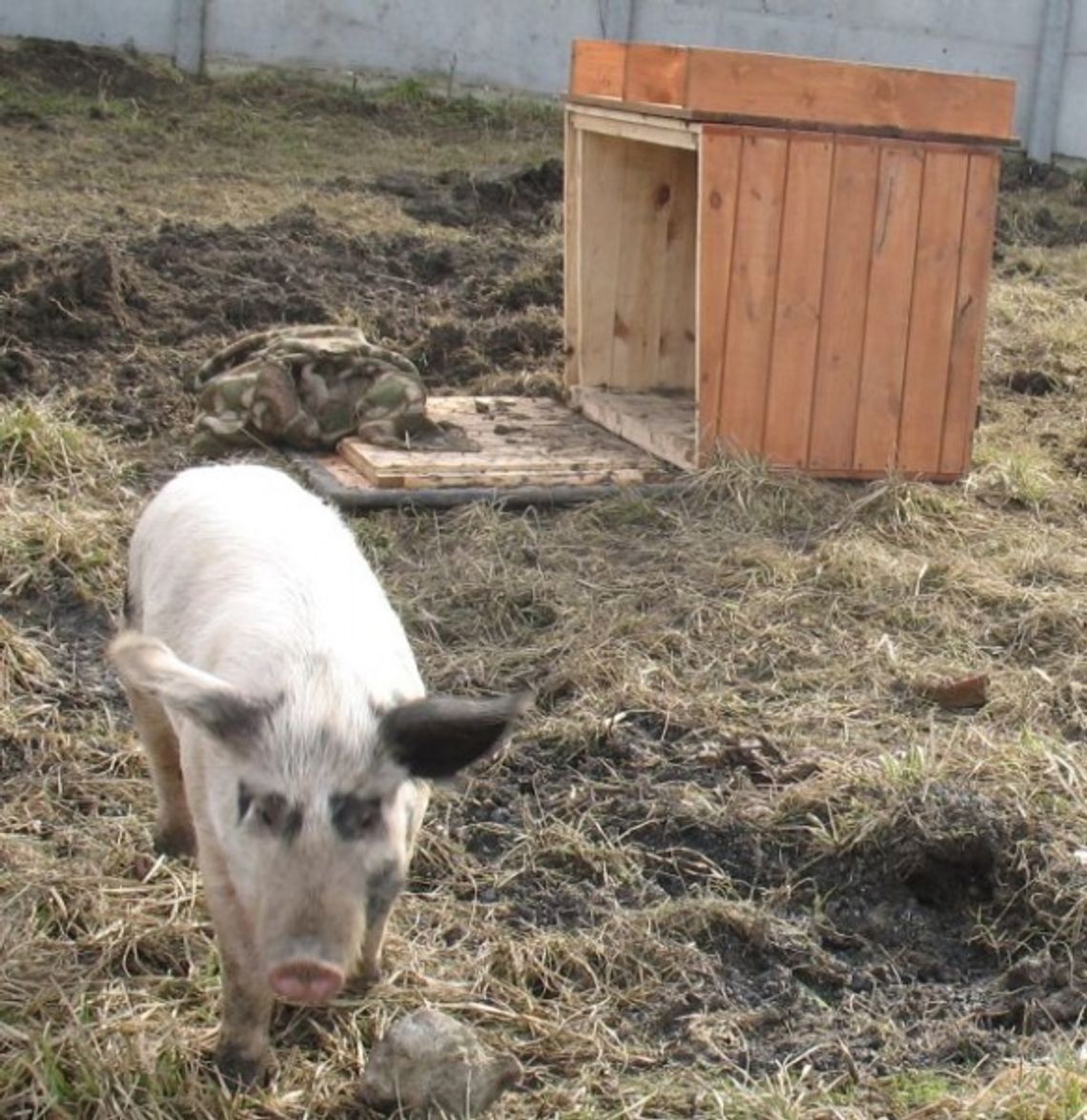 Na wybiegu dla psiaków. Świnka uciekła spod noża
