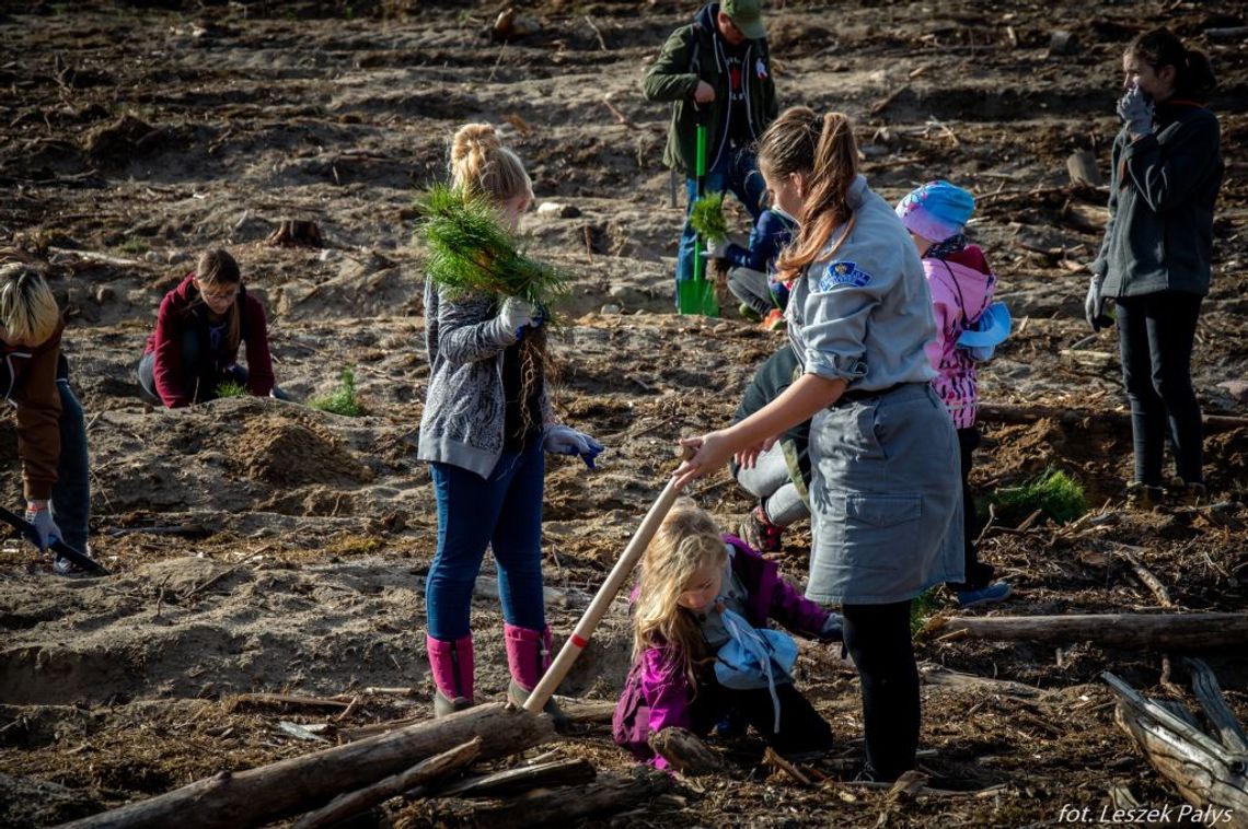 Największy wzór z drzew w Nadleśnictwie Lipusz Największy wzór z drzew w Nadleśnictwie Lipusz