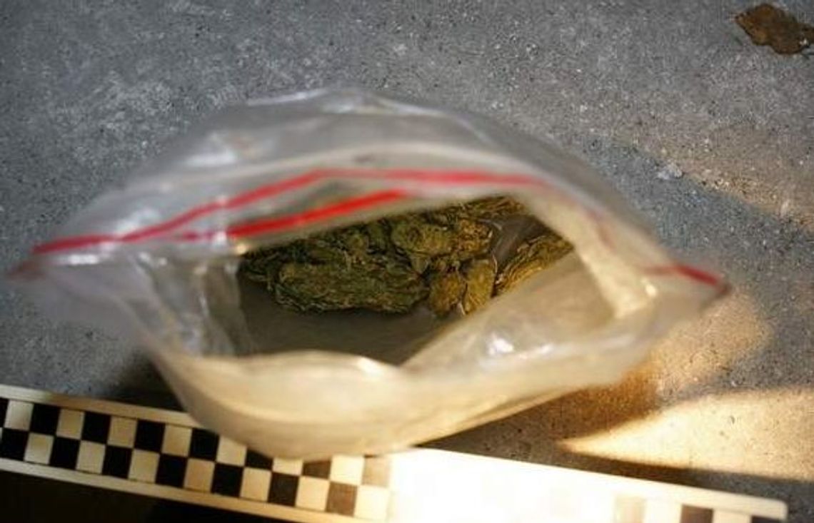 Nakryci w piwnicy z haszyszem. Grożą im 3 lata więzienia