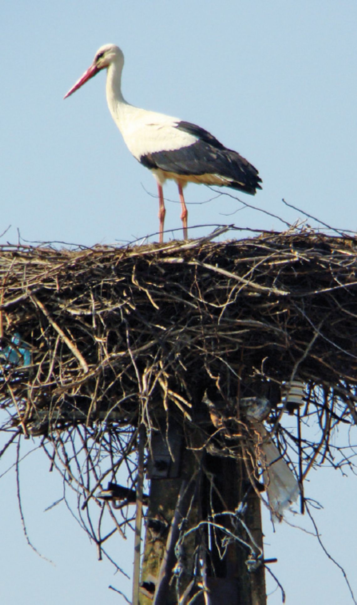 „Nasz bocian” w oczach młodych artystów „Nasz bocian” w oczach młodych artystów