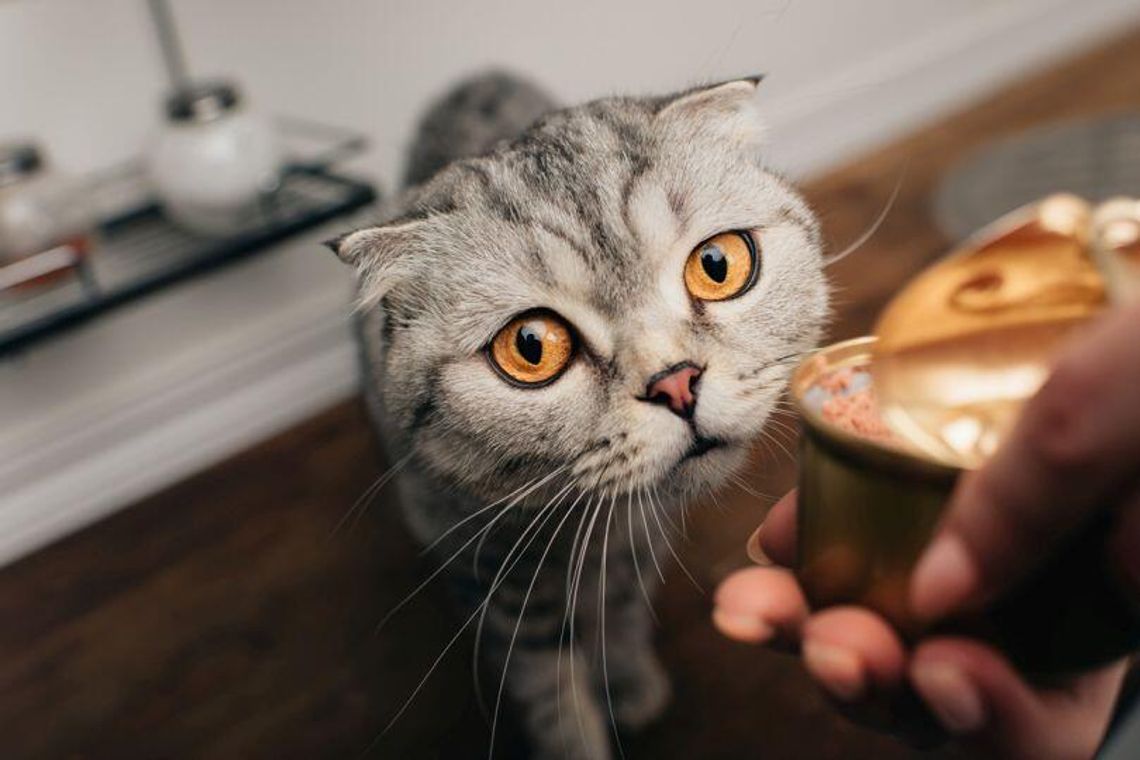 Naturalna dieta dla kota – BARF od Rawolution Naturalna dieta dla kota – BARF od Rawolution