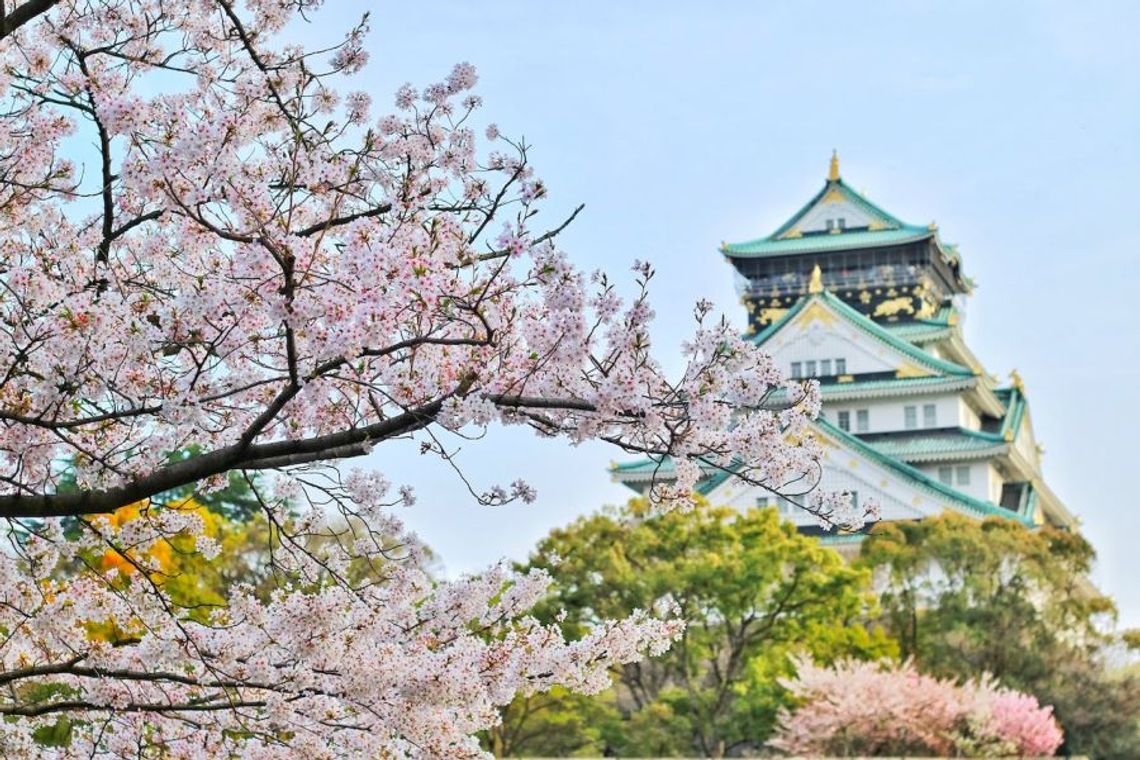 Nie tylko kwitnąca wiśnia – kilka słów o najpopularniejszych kwiatach Japonii