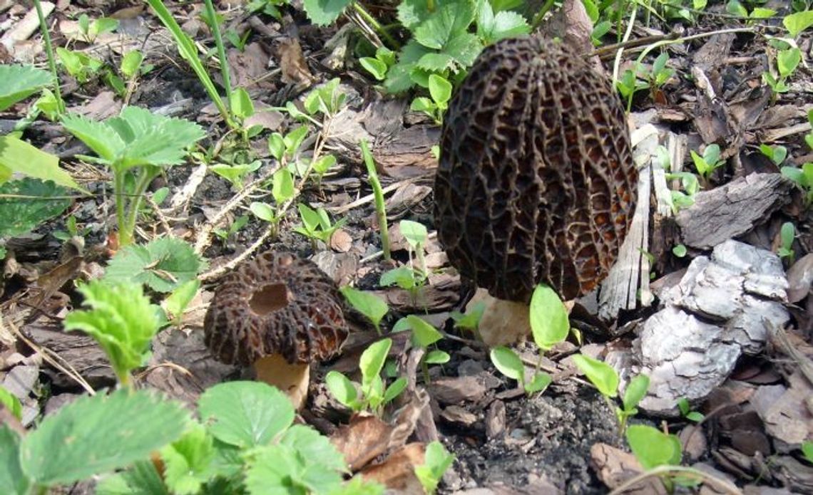 Niecodzienne odkrycie w ogrodzie - w środku miasta wyrosły... smardze Niecodzienne odkrycie w ogrodzie - w środku miasta wyrosły... smardze