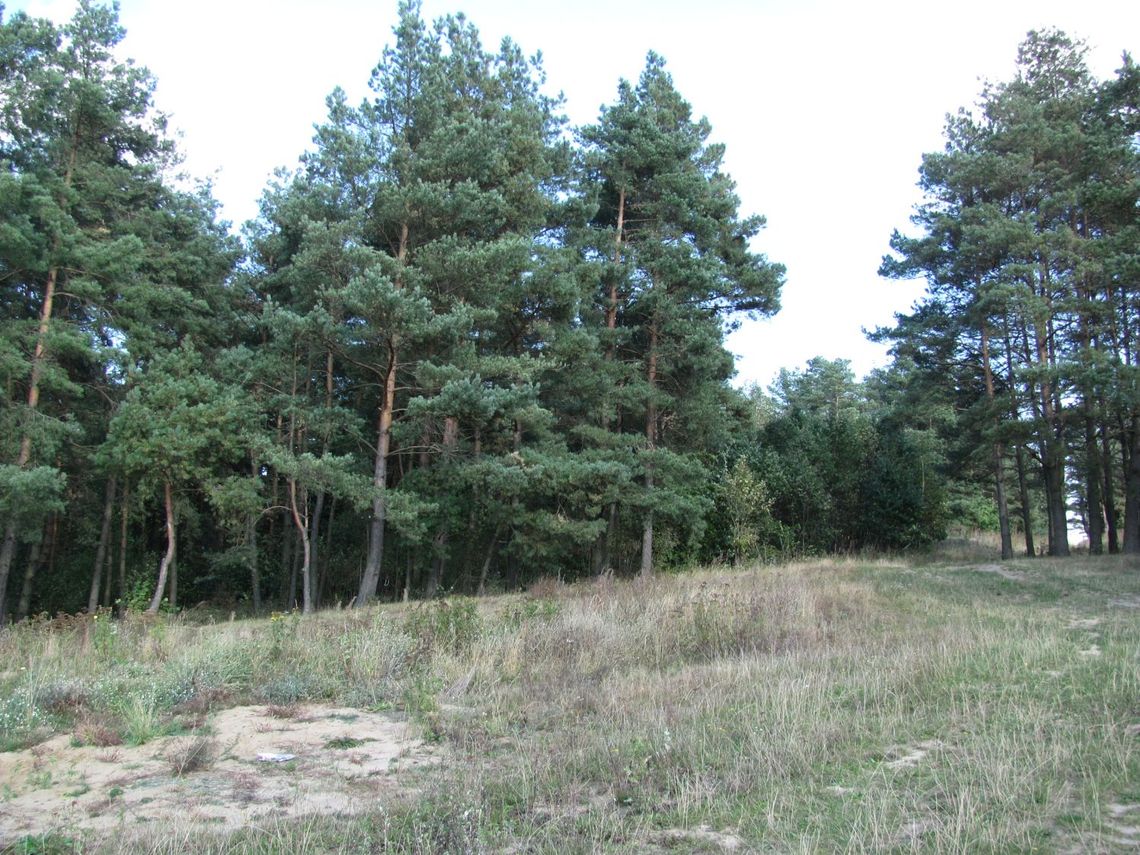 Obok poligonu powstanie nowy park? Obok poligonu powstanie nowy park?