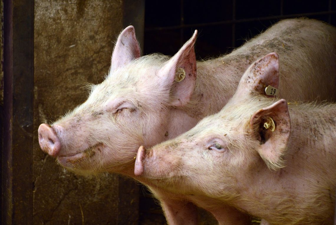 Obowiązek badania mięsa świń, bobrów, nutrii i dzików na obecność włośni!