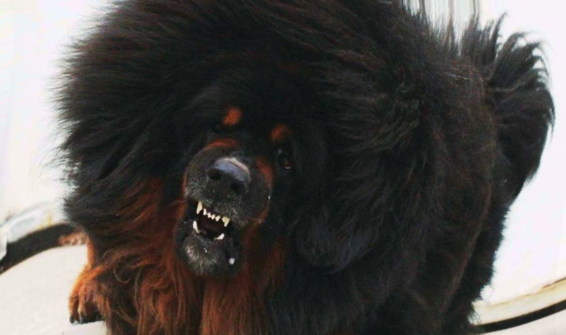 Obrońca oskarżonej z Rokitek: to prawda, to ludzki dramat. Ale moja klientka nie jest przestępcą