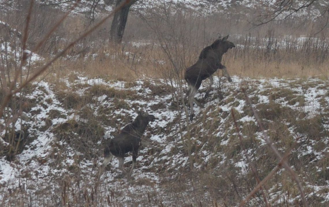 Od kilku dni łosie spacerują po terenie byłej jednostki wojskowej