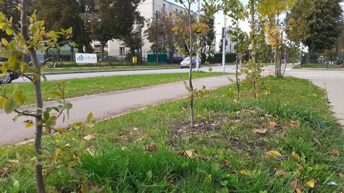 Od początku jesieni nasadzono w Tczewie ok. 60 drzew