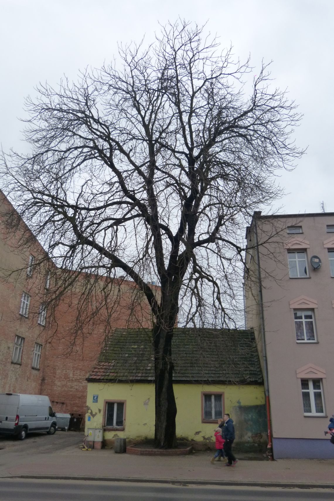 Olbrzymi kasztan z centrum Pelplina zostanie ścięty do końca lutego Olbrzymi kasztan z centrum Pelplina zostanie ścięty do końca lutego
