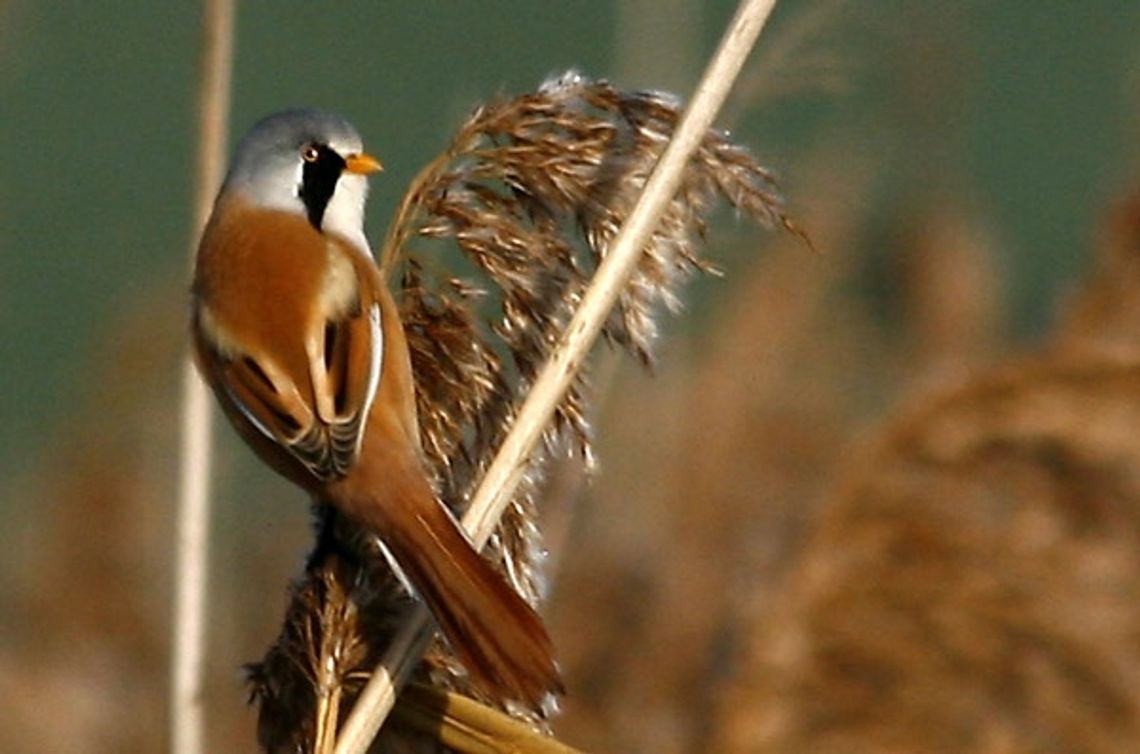 Ornitologiczne odkrycia - wąsatka na trzcinowisku Ornitologiczne odkrycia - wąsatka na trzcinowisku