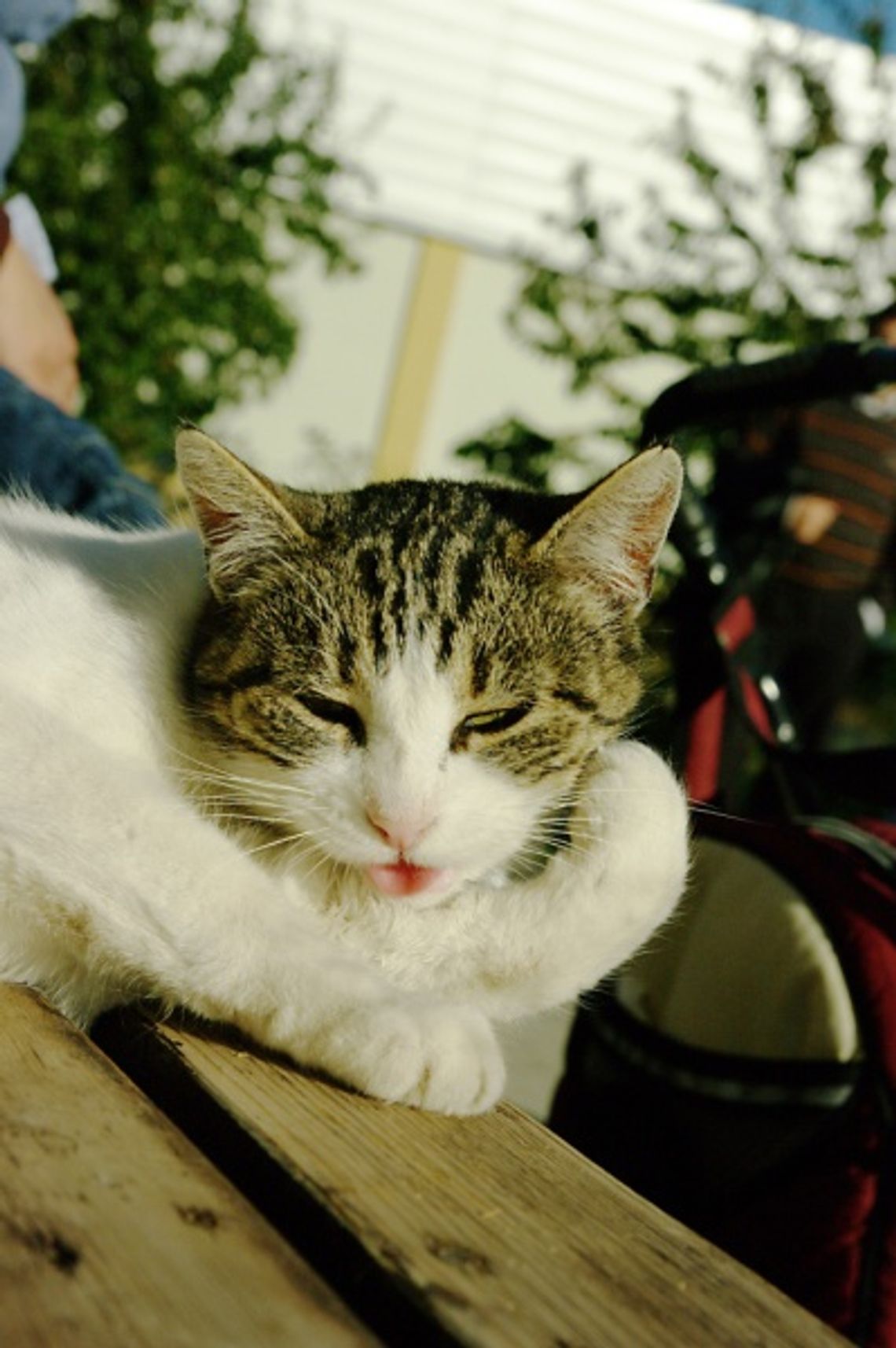 Pewna śmierć na mrozie. Jak ocalić dzikie koty przed zimą? Konflikt wokół dokarmiania bezpańskich zwierząt Pewna śmierć na mrozie. Jak ocalić dzikie koty przed zimą? Konflikt wokół dokarmiania bezpańskich zwierząt