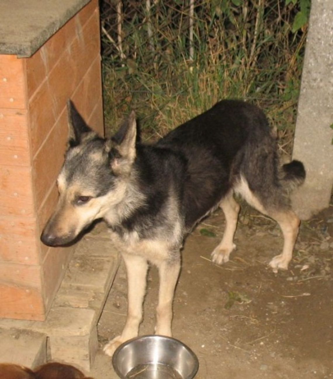 Pies uratowany przed śmiercią głodową Pies uratowany przed śmiercią głodową