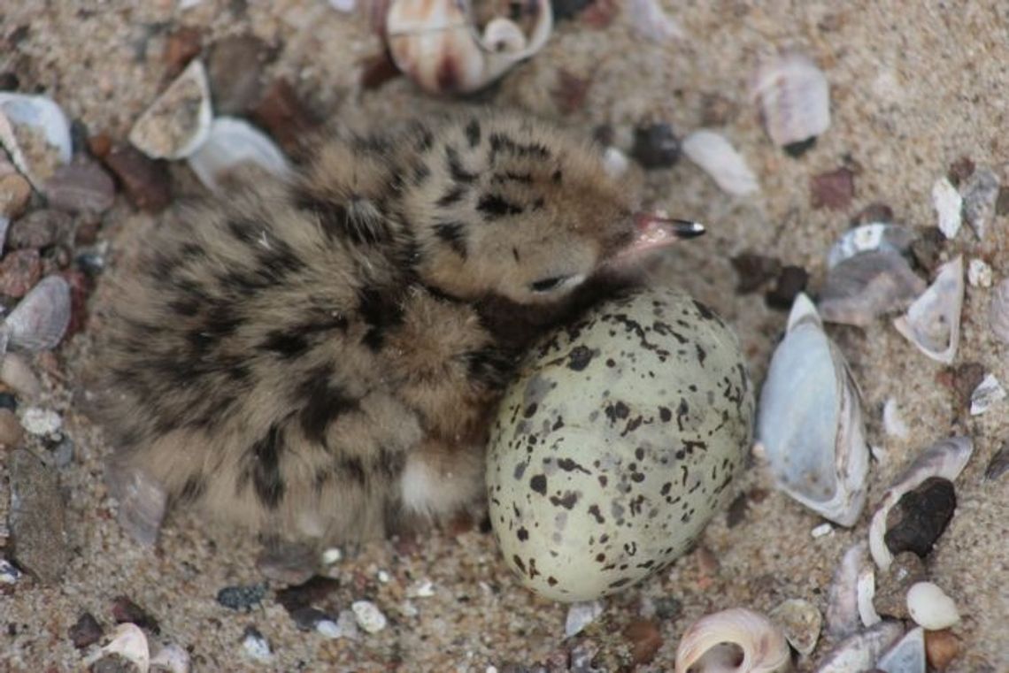 Pływający dom dla rybitw