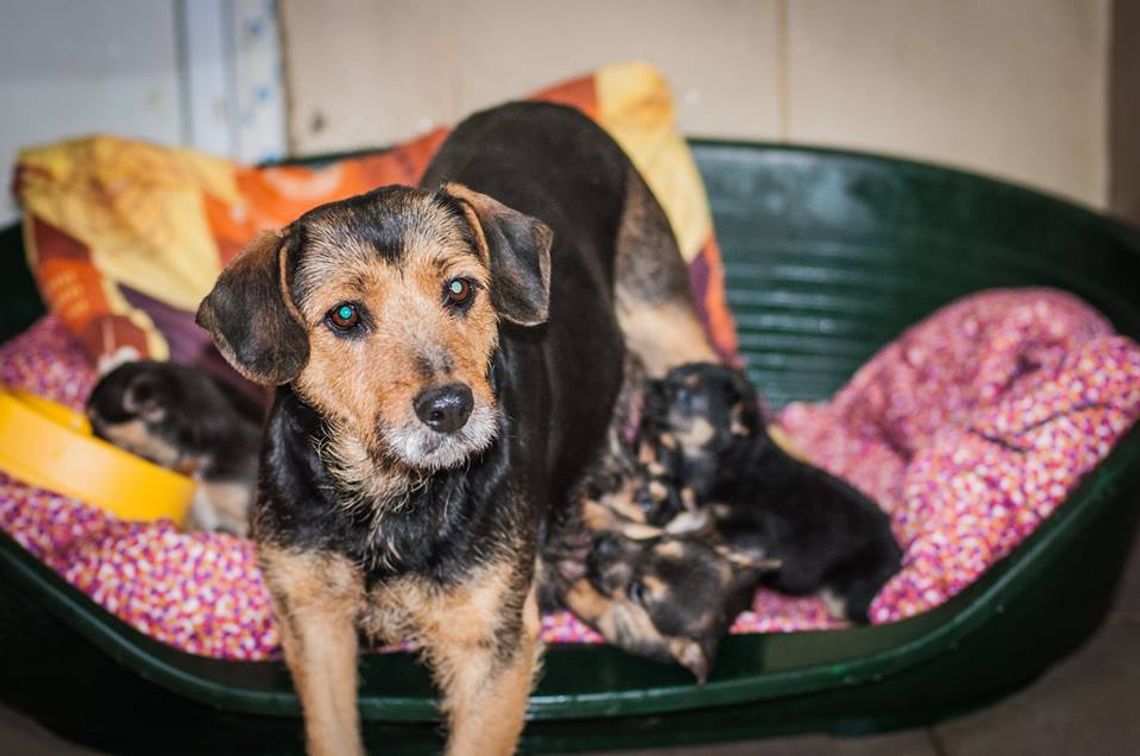 Podrzuciły 9 piesków pod schronisko, teraz usłyszą zarzuty? Już dziś szczeniaki gotowe do adopcji! Podrzuciły 9 piesków pod schronisko, teraz usłyszą zarzuty? Już dziś szczeniaki gotowe do adopcji!