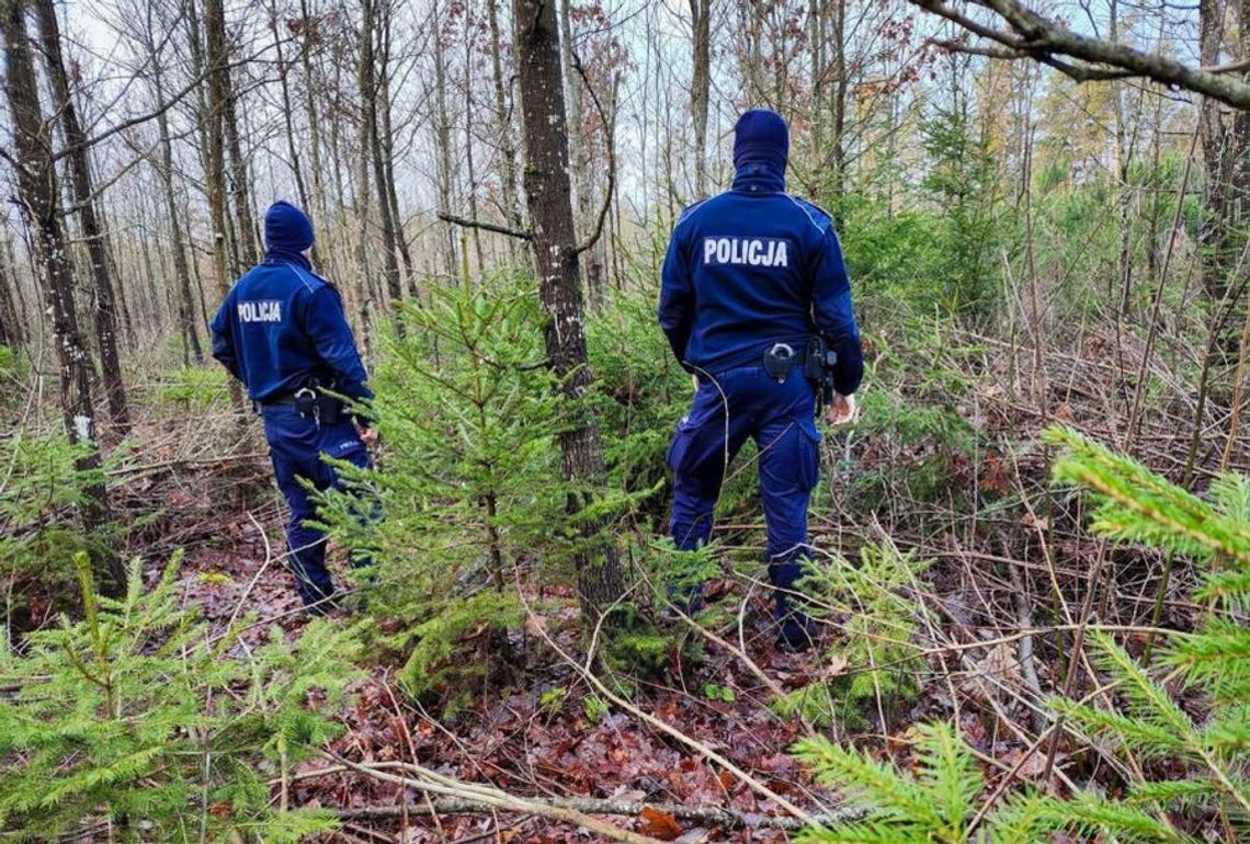 Policja rusza na kontrole. Sprawdzą legalność choinek