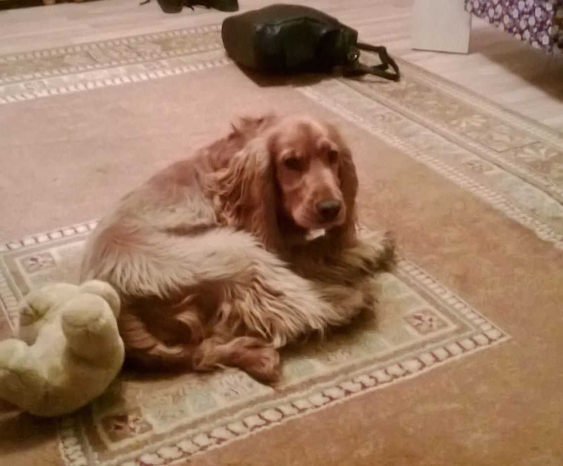 Pomóż odnaleźć ślicznego cocker spaniela!