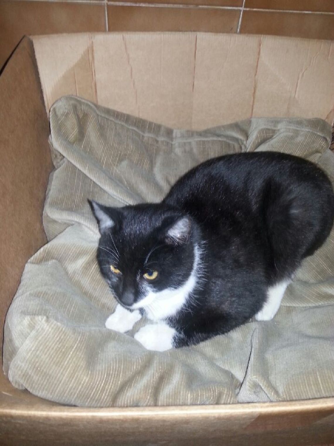 Porzucony jak śmieć… Kto znajdzie miejsce dla małego kotka? Porzucony jak śmieć… Kto znajdzie miejsce dla małego kotka?