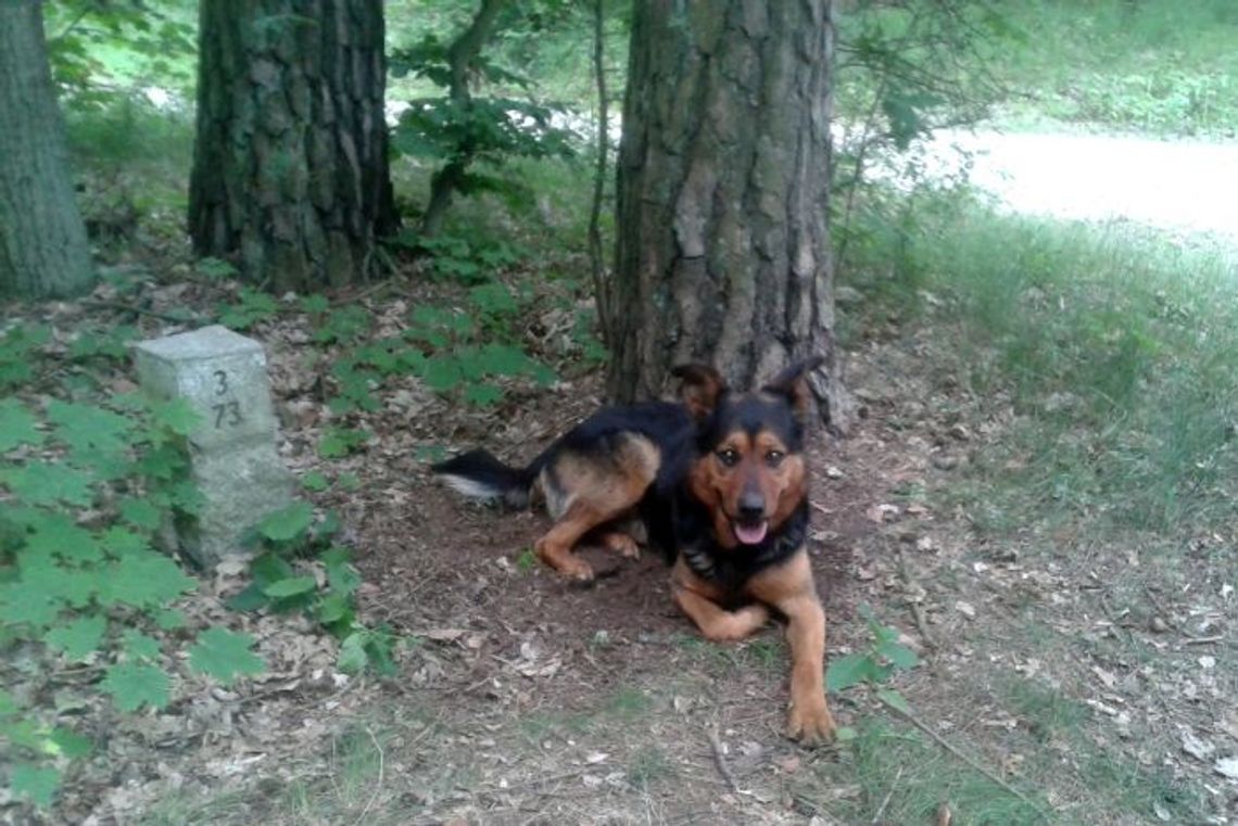 Porzucony wilczur, przywiązany do drzewa i gminna biurokracja