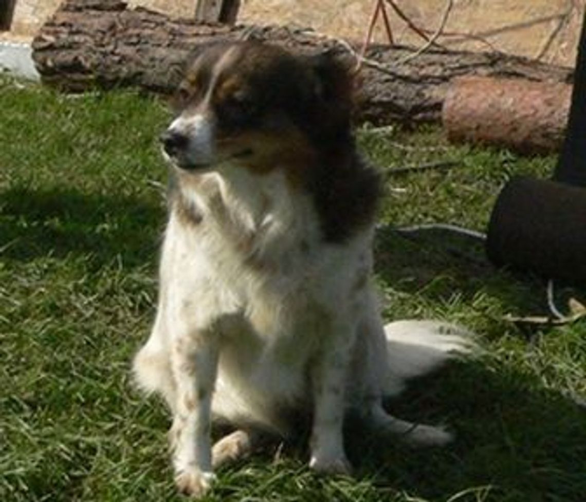 Pożar od pioruna. Kundel uratował życie mieszkańców