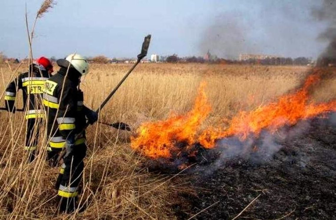 Pożary traw w Rokitkach. Jak co roku powraca bezmyślna praktyka...