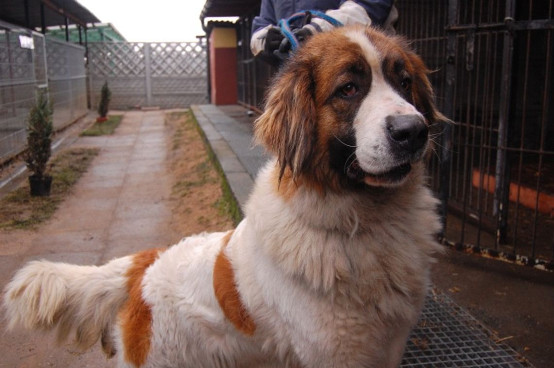 Problem bezpańskich zwierząt nasila się Problem bezpańskich zwierząt nasila się