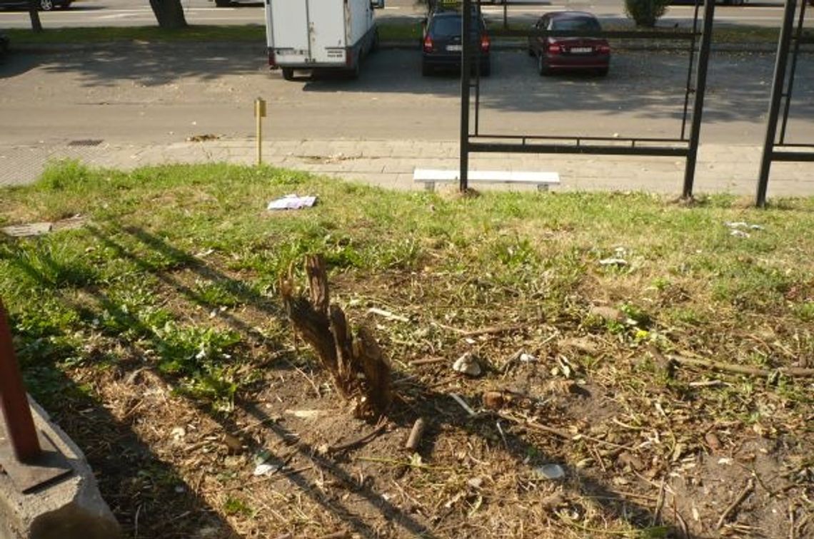Protest przeciwko wycinaniu żywopłotu. Chwasty czy dorodne krzewy? Protest przeciwko wycinaniu żywopłotu. Chwasty czy dorodne krzewy?