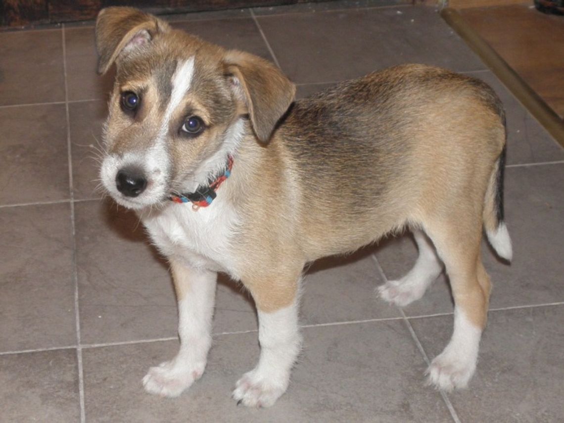 Przeciwko obowiązkowi zakładania kagańca małym pieskom Przeciwko obowiązkowi zakładania kagańca małym pieskom