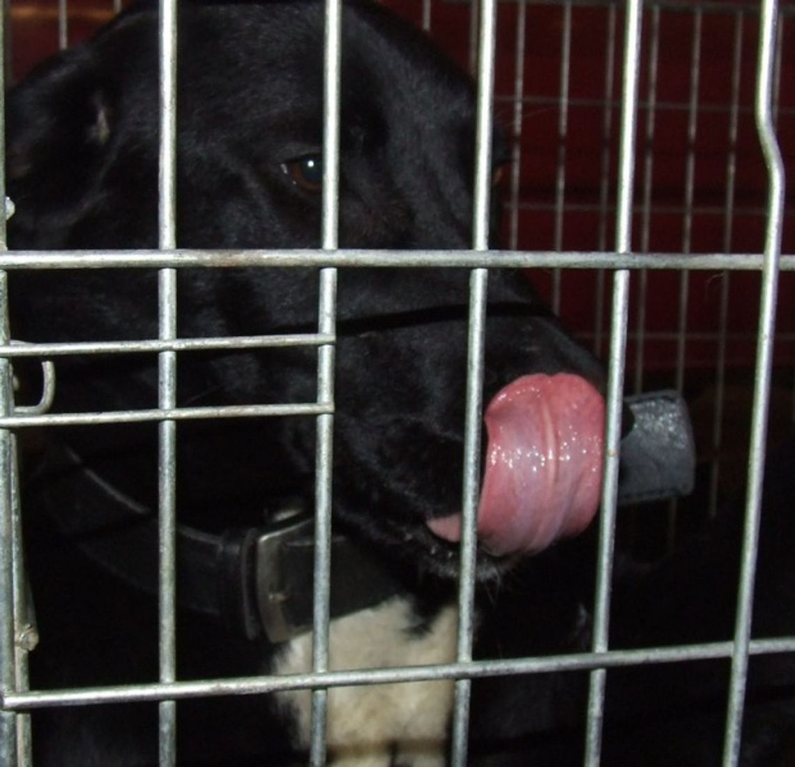 Przyjacielska i łagodna - czeka na swojego pana Przyjacielska i łagodna - czeka na swojego pana