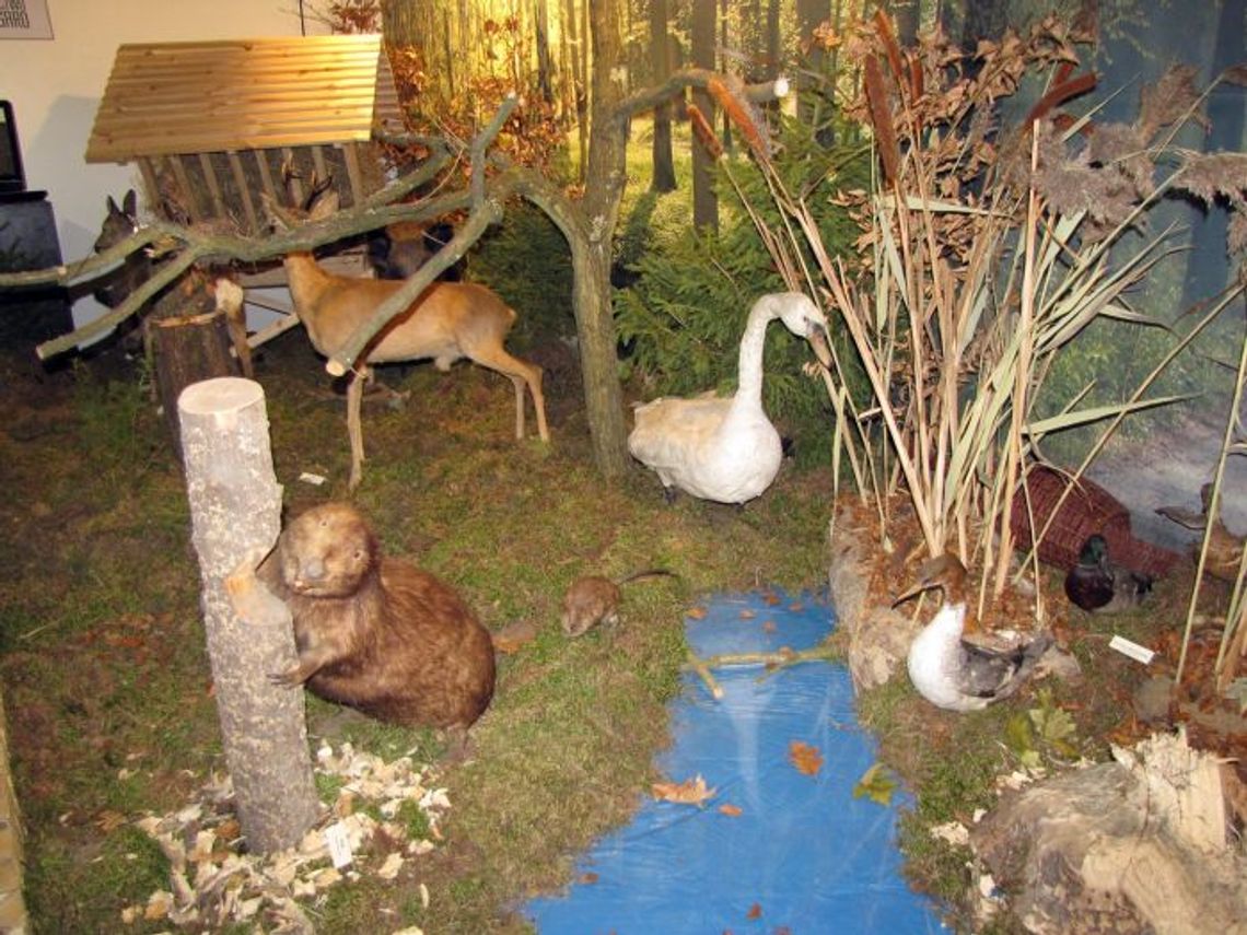 „Przyroda Kociewia” - co piszczy w lesie... „Przyroda Kociewia” - co piszczy w lesie...