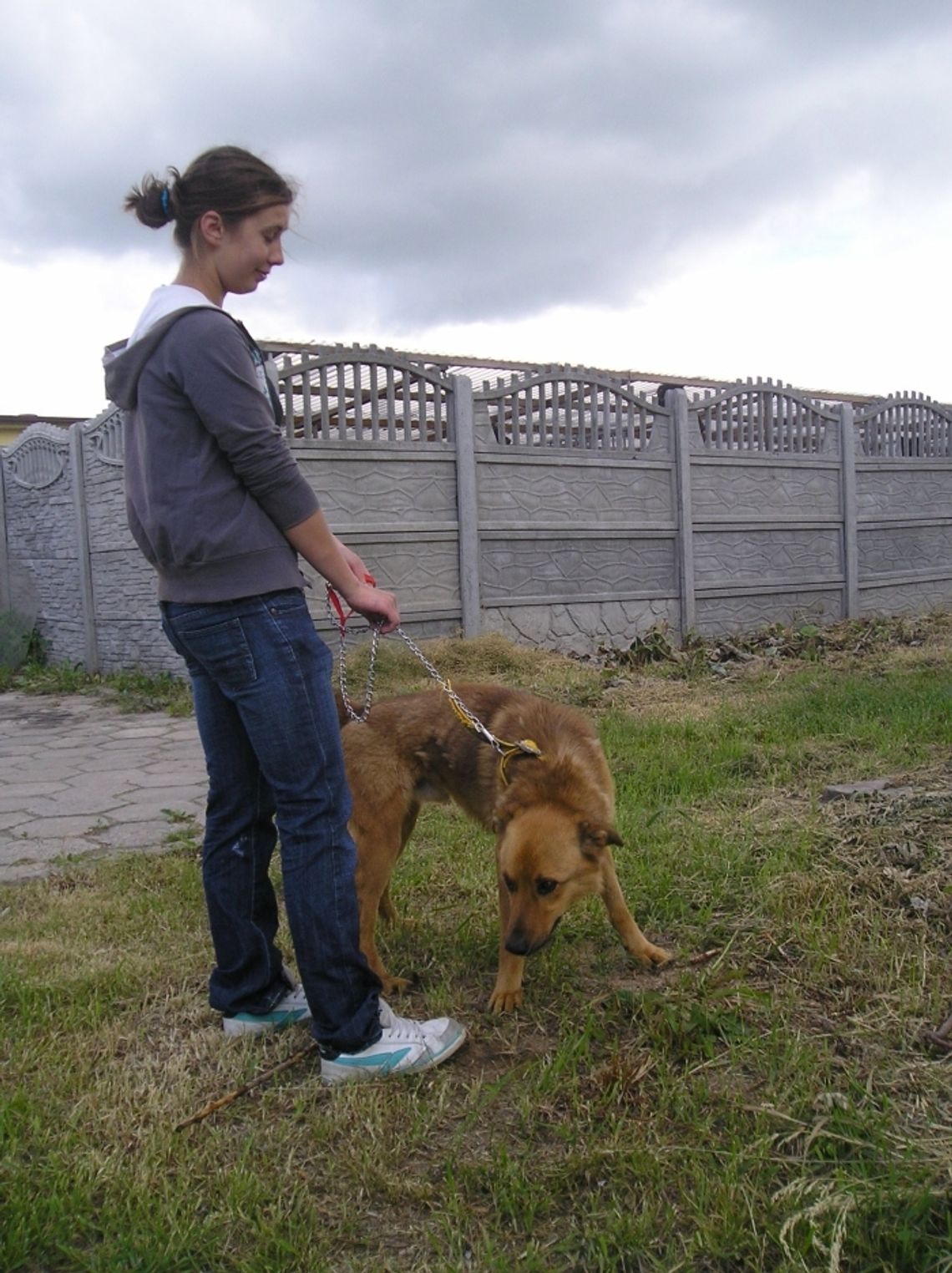 Psiaki cieszą się na ich widok. Wolontariusze w schronisku dla zwierząt są mile widziani