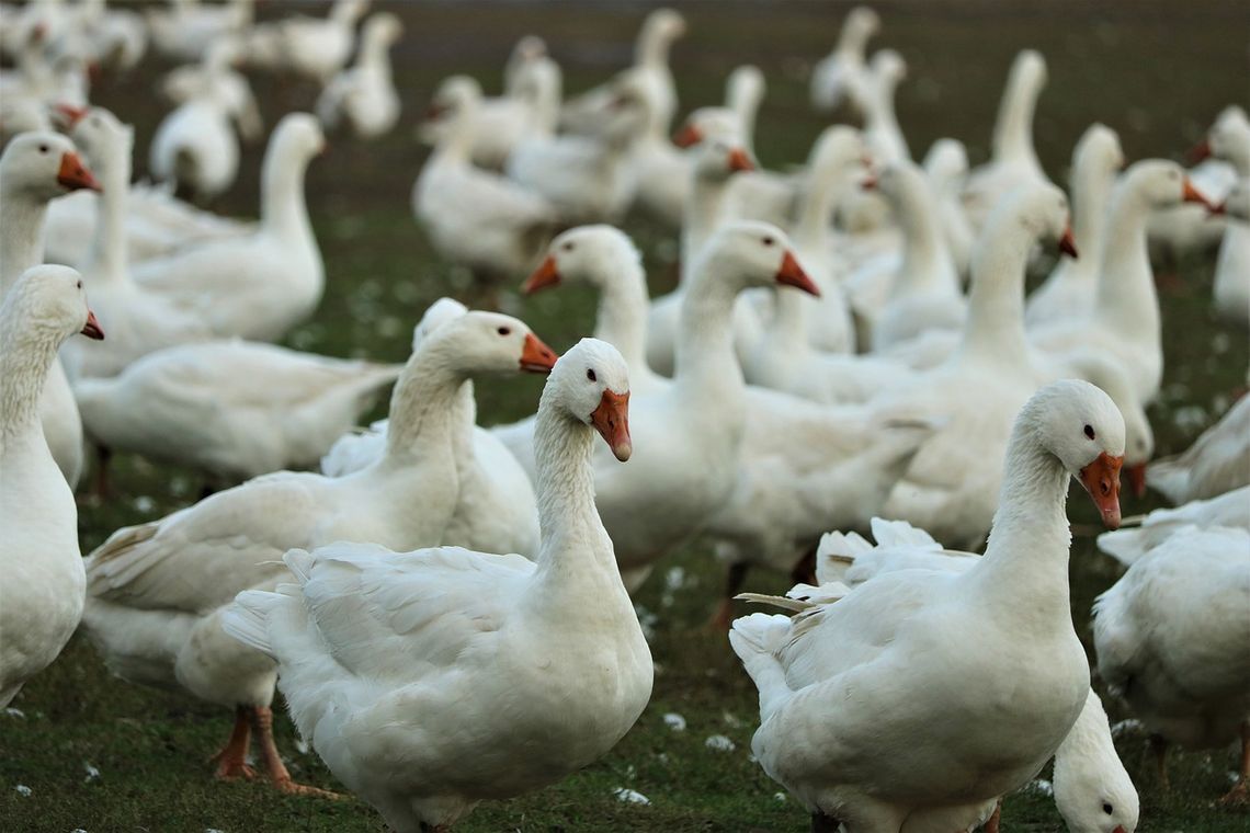 Ptasia grypa! Zakaz handlu żywym ptactwem na tczewskim targowisku