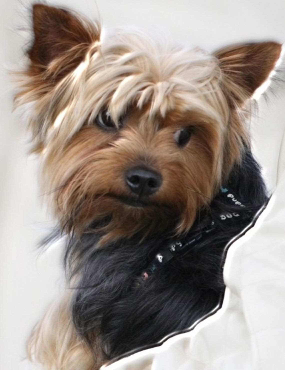 Pupli, ratownik, tropiciel, a przede wszystkim przyjaciel. Psy nad Wisłą Pupli, ratownik, tropiciel, a przede wszystkim przyjaciel. Psy nad Wisłą