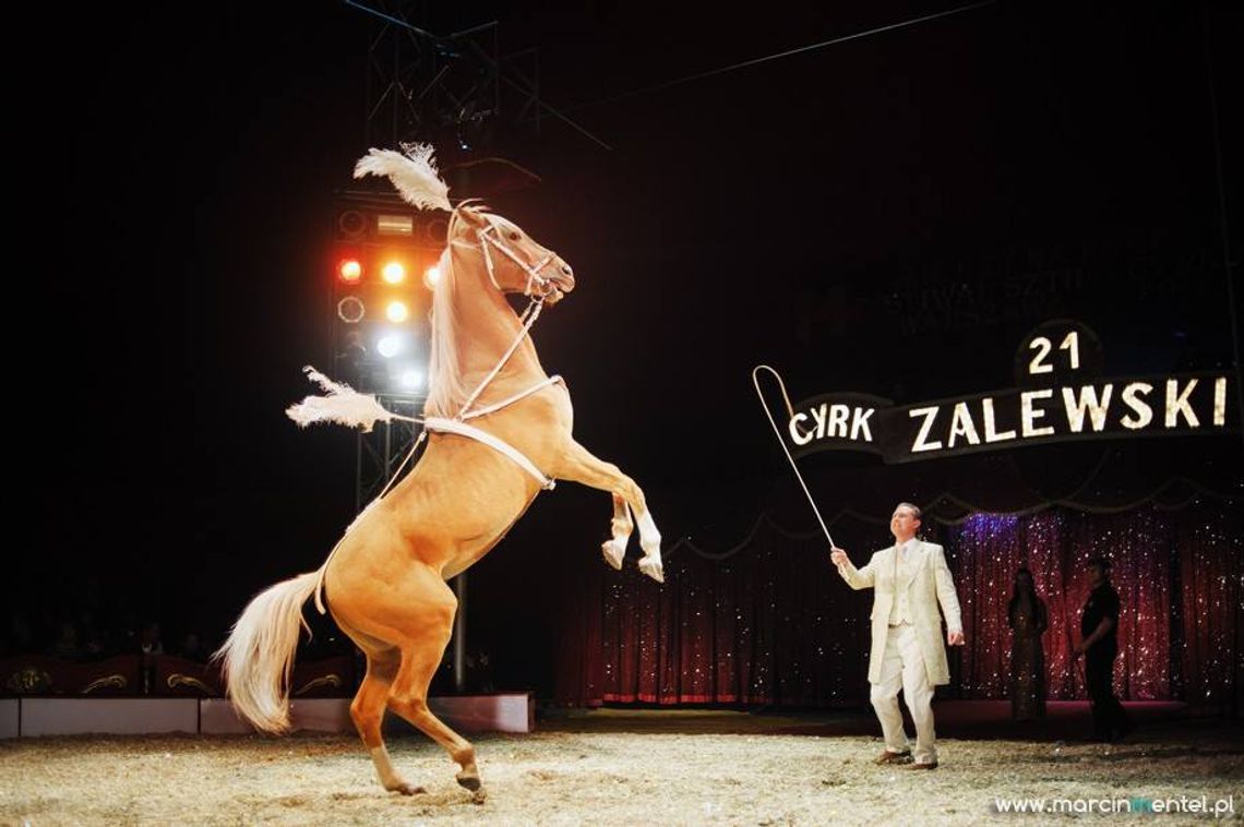 Rozdajemy bilety do cyrku! 4 podwójne zaproszenia Rozdajemy bilety do cyrku! 4 podwójne zaproszenia