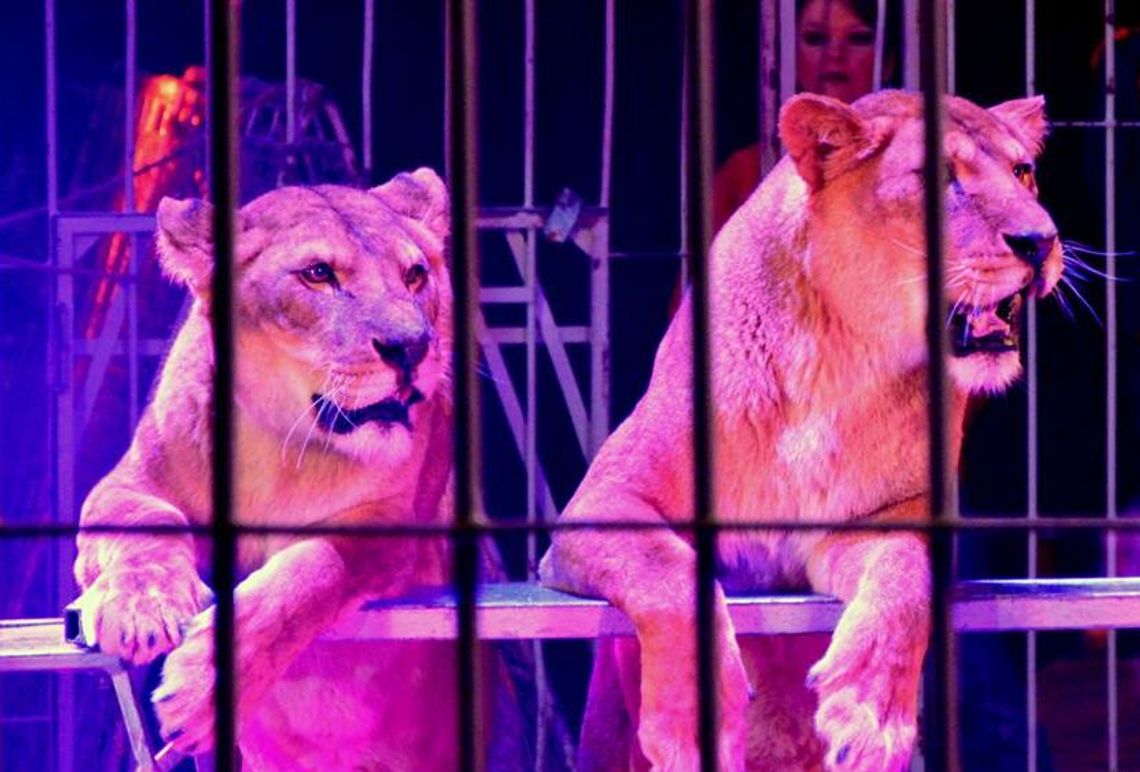 Rozdajemy bilety do Cyrku Arena!