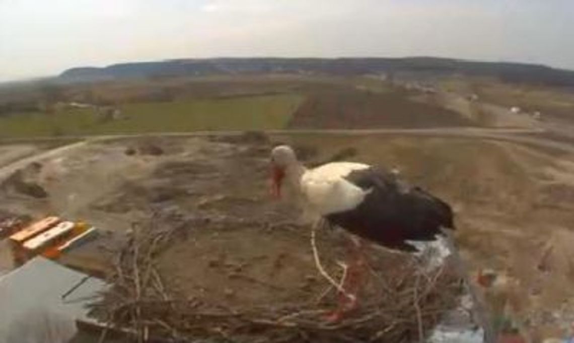 Ruch w monitorowanym bocianim gnieździe Ruch w monitorowanym bocianim gnieździe