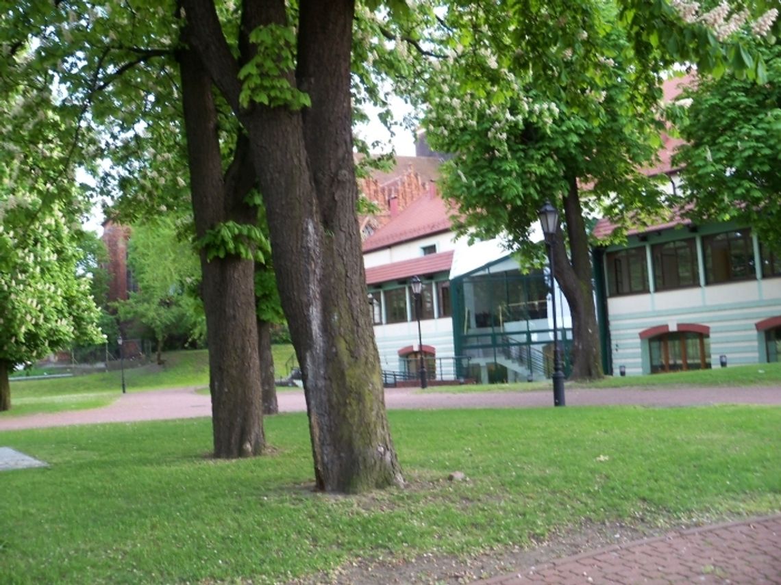 Sadzimy „trójkowe” drzewo Sadzimy „trójkowe” drzewo