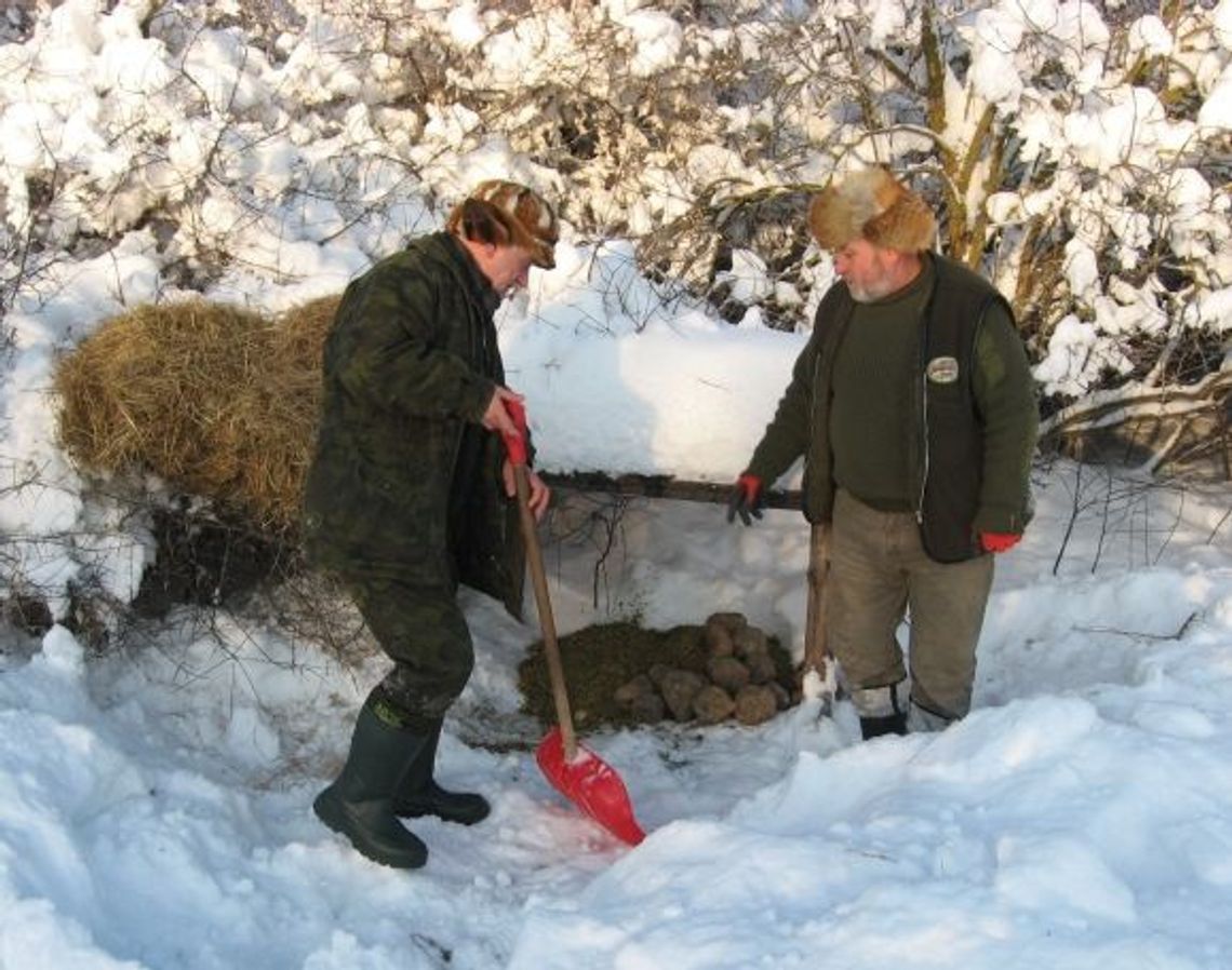 Sarnom zagraża aura i... psy. Myśliwi nie dokarmiają zwierząt w swoim obwodzie łowieckim? Sarnom zagraża aura i... psy. Myśliwi nie dokarmiają zwierząt w swoim obwodzie łowieckim?