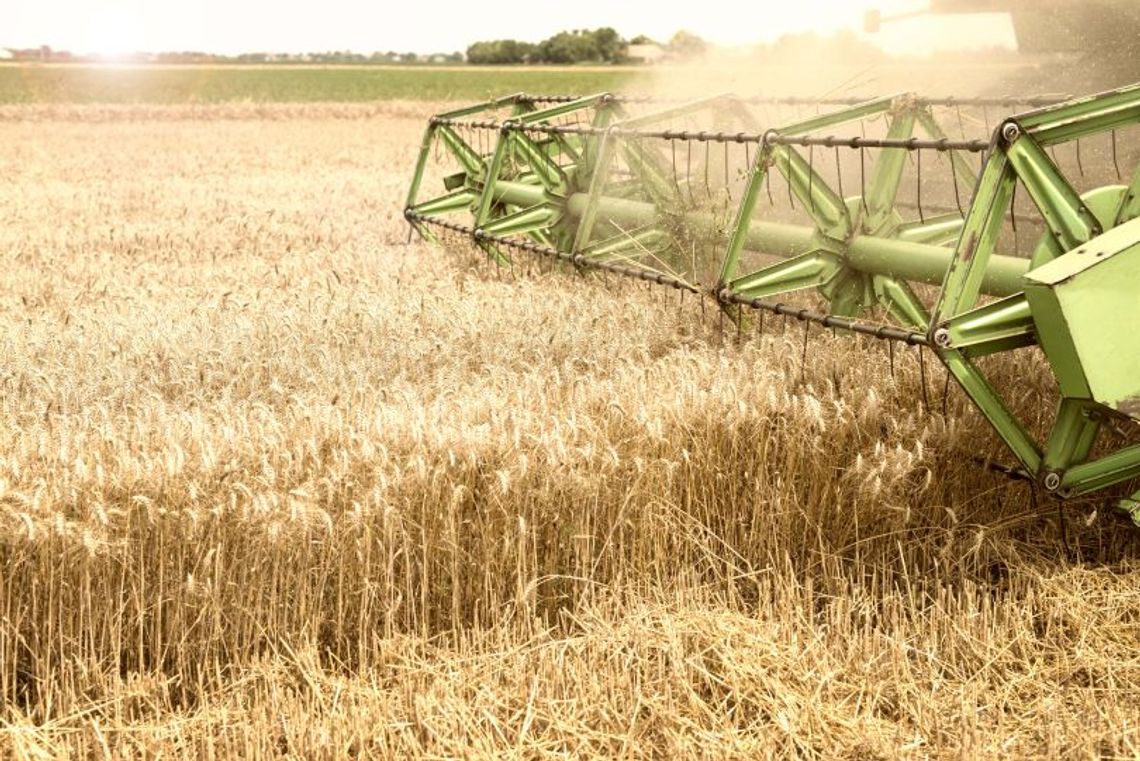 Skrzypionka zbożowa – groźny szkodnik upraw zbóż