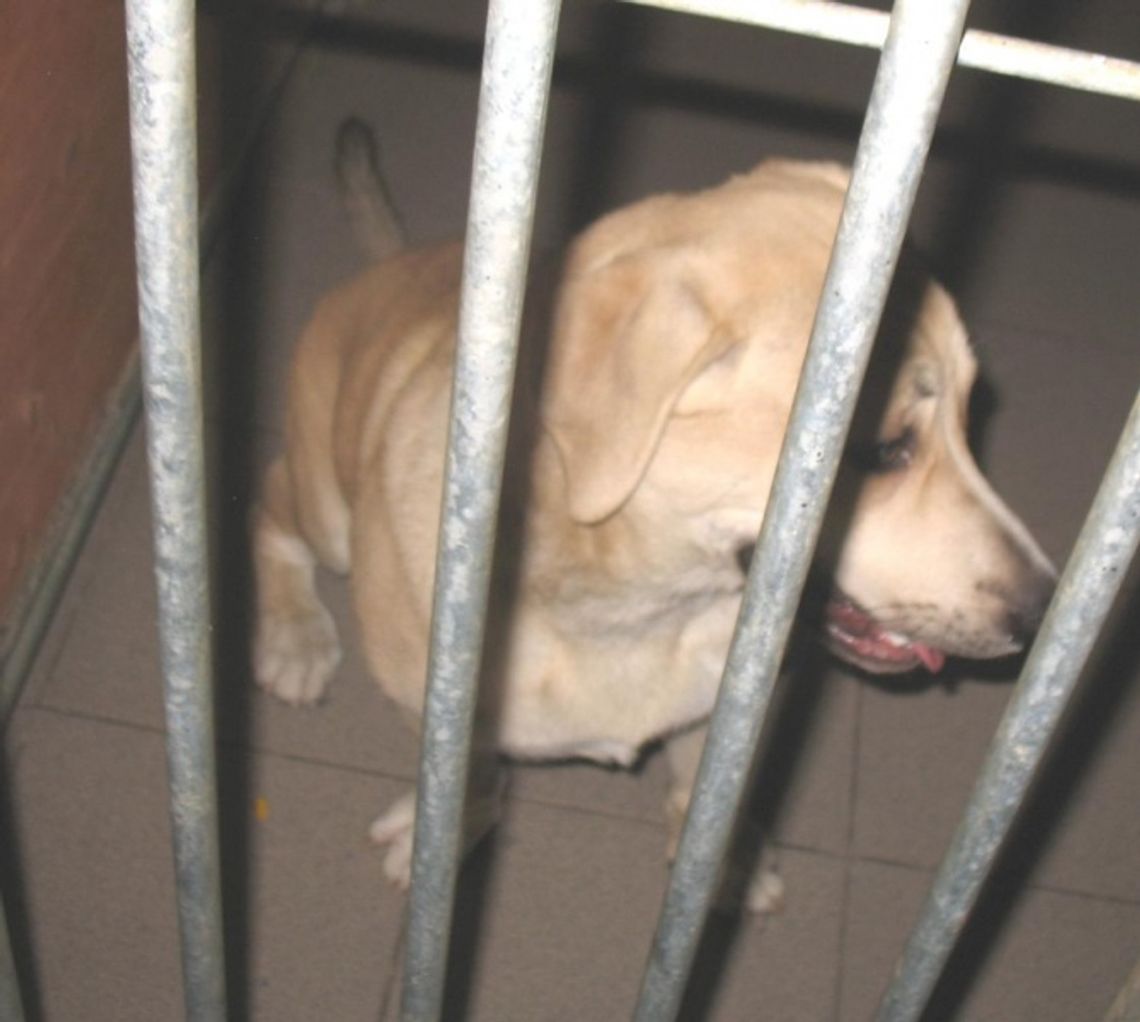 Sprawa dla prokuratury. Pies okrutnie katowany w obecności dziecka Sprawa dla prokuratury. Pies okrutnie katowany w obecności dziecka