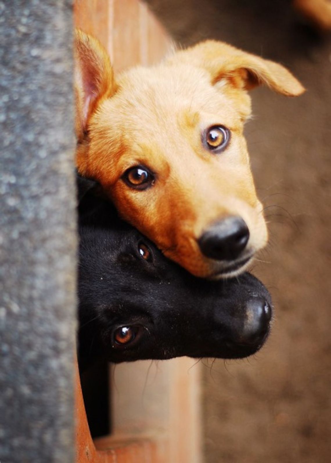 Stop przemocy - maltretowanie zwierząt to jak znęcanie się nad ludźmi