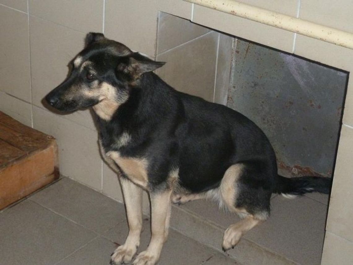 Suczka wrzucona przez płot Suczka wrzucona przez płot