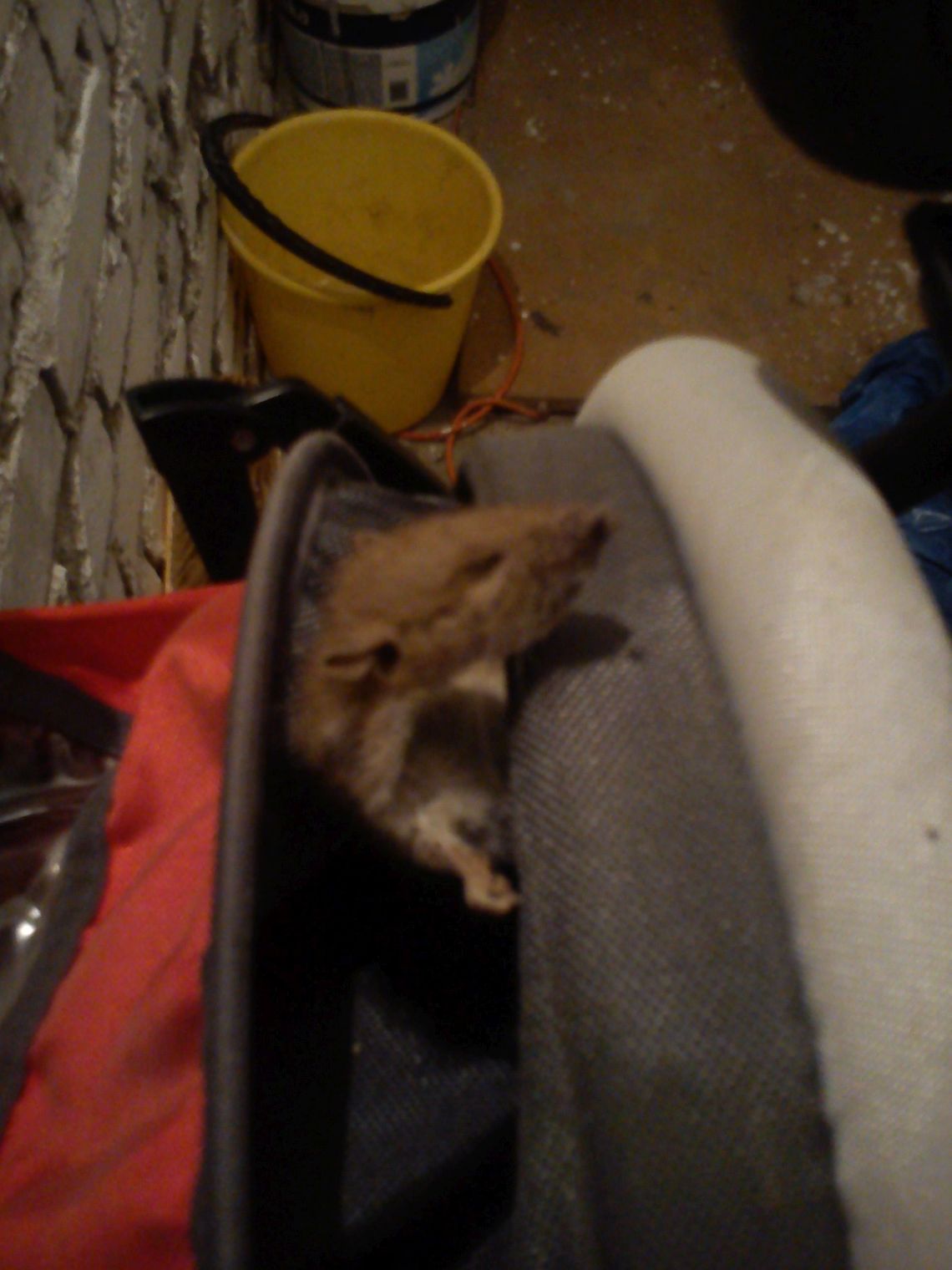 Szczur siedział w wózku dziecięcym! Problem piwnic przy ul. Saperskiej