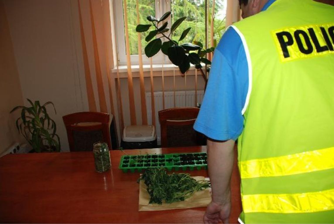 Tczewscy policjanci zlikwidowali uprawę konopi! 13 krzaków zarekwirowanych Tczewscy policjanci zlikwidowali uprawę konopi! 13 krzaków zarekwirowanych