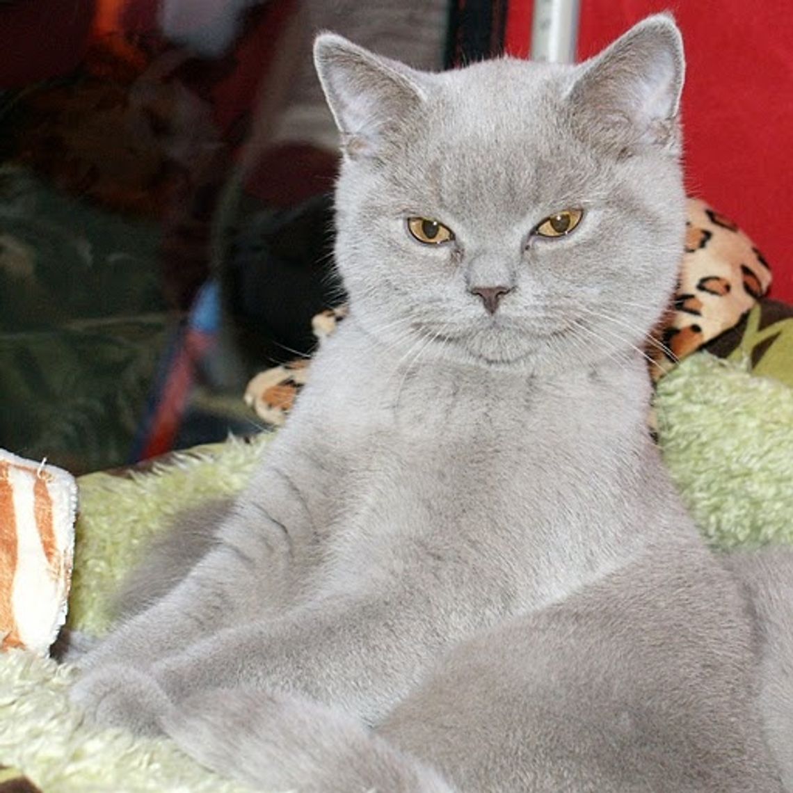 Te co mruczą i uspokajają. Karnawałowy pokaz kocich piękności Te co mruczą i uspokajają. Karnawałowy pokaz kocich piękności