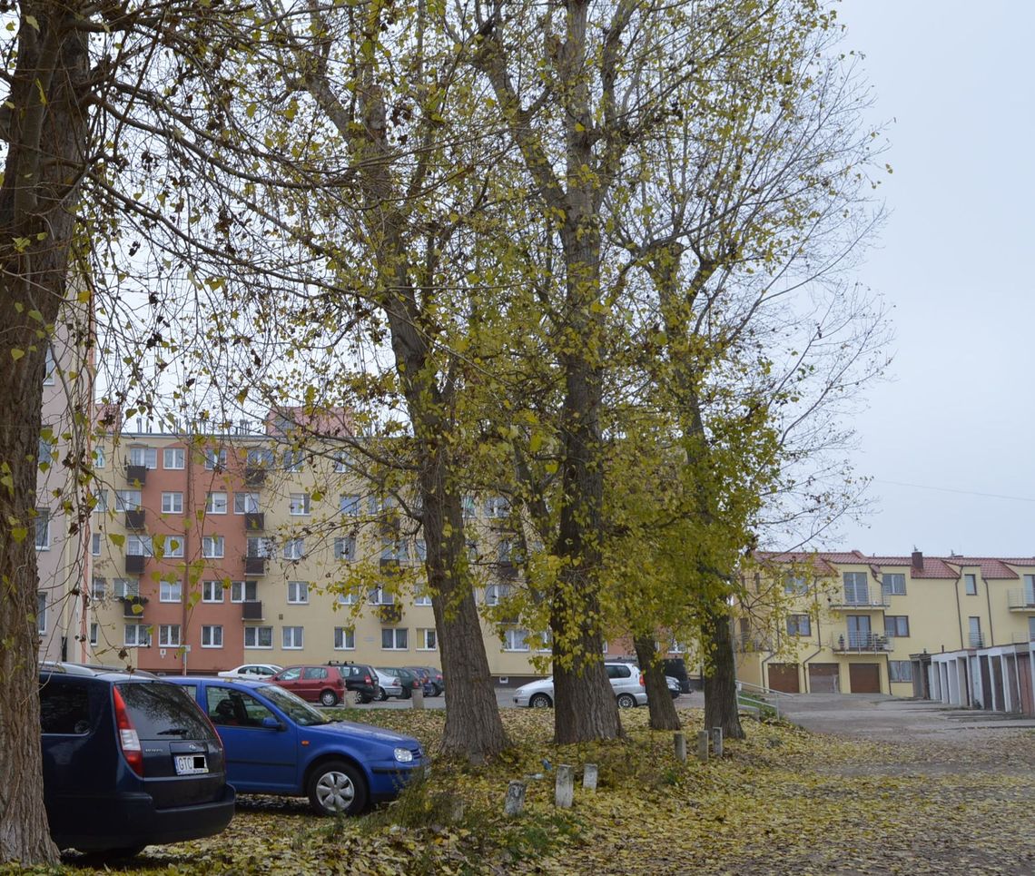 Topole zagrażają bezpieczeństwu! "Urząd nie reaguje"