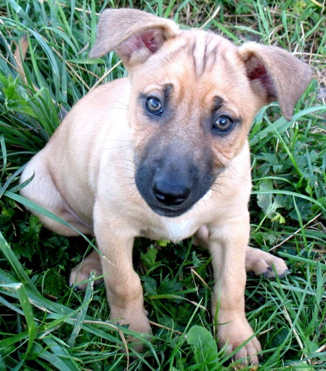 Tragiczny finał świątecznych podarunków. Nie kupuje zwierząt w prezencie! Tragiczny finał świątecznych podarunków. Nie kupuje zwierząt w prezencie!