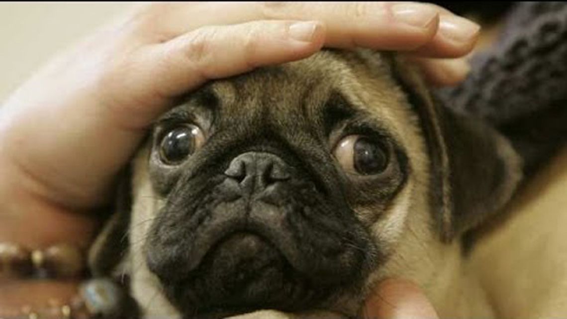 Twój pies w Sylwestra nie poimprezuje...