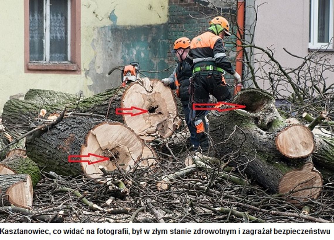 Urząd publikuje zdjęcie i tłumaczy ścięcie kasztana Urząd publikuje zdjęcie i tłumaczy ścięcie kasztana