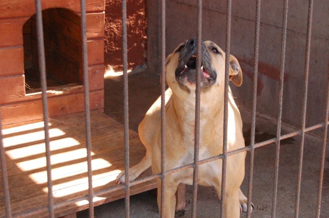 Uśpiono groźnego amstaffa. Nikt nie chciał zresocjalizować psa, który atakował ludzi i zwierzęta Uśpiono groźnego amstaffa. Nikt nie chciał zresocjalizować psa, który atakował ludzi i zwierzęta